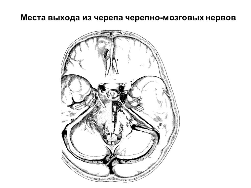 Места выхода ЧМН из черепа. Места выхода черепных нервов из черепа. Черепные нервы место выхода из черепа. Черепно мозговые нервы места выхода из черепа.