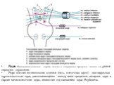 Ядро глазодвигательного нерва лежит в покрышке среднего мозга на уровне переднего двухолмия. Ядро состоит из нескольких отделов (пять, клеточных групп) - два наружных крупноклеточных ядра, располагающееся между ними срединное непарное ядро и парное мелкоклеточное ядро, известное под названием ядра Я