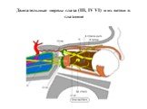 Двигательные нервы глаза (III, IV VI) и их ветви в глазнице