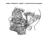 ветви лицевого нерва к мимическим мышцам