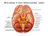 Черепно-мозговые нервы и их характеристика Слайд: 7