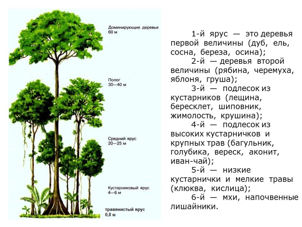 Деревья 1 2 3 величины