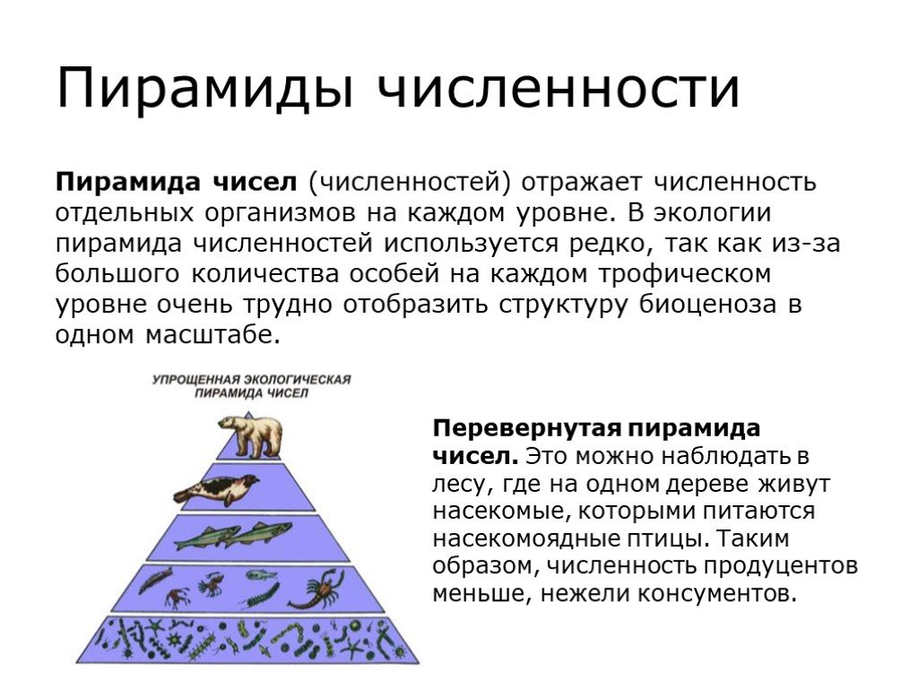 Обращенной вид. Пирамиды чисел биомасс и энергии. Пирамида численности. Экологическая пирамида чисел. Перевернутая экологическая пирамида.