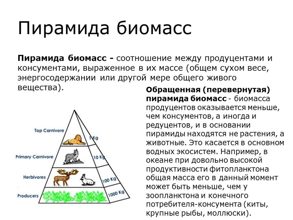 Экологическая пирамида биоценоза
