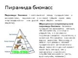 Пирамида биомасс. Пирамида биомасс - соотношение между продуцентами и консументами, выраженное в их массе (общем сухом весе, энергосодержании или другой мере общего живого вещества). Обращенная (перевернутая) пирамида биомасс - биомасса продуцентов оказывается меньше, чем консументов, а иногда и ред