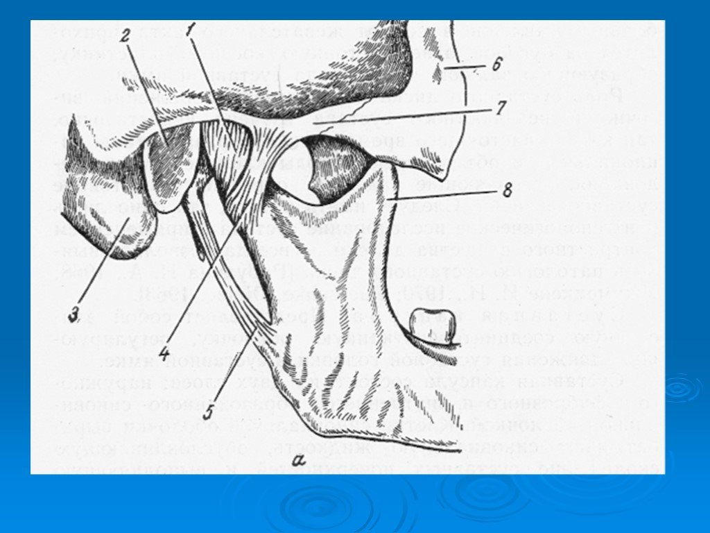 Соединение нижнечелюстной и височных костей. Анатомия сустава ВНЧС. Атлас Синельникова височно-нижнечелюстной сустав. Височно-нижнечелюстной сустав анатомия. Связки ВНЧС анатомия.