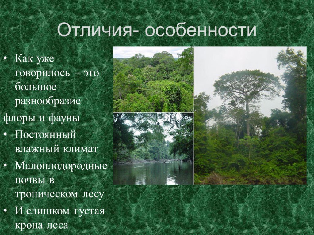 Характеристика тропического леса. Характеристика тропических лесов. Климат влажных тропических лесов.