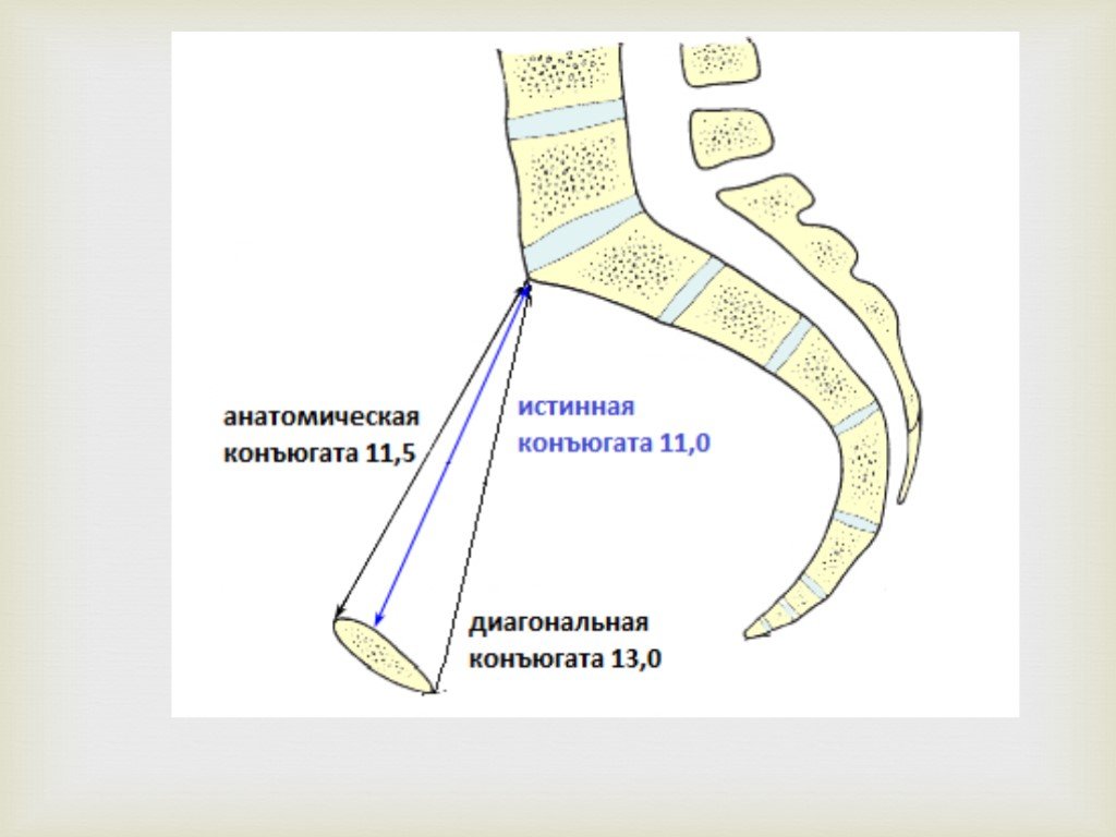 Изображение целой анатомической области