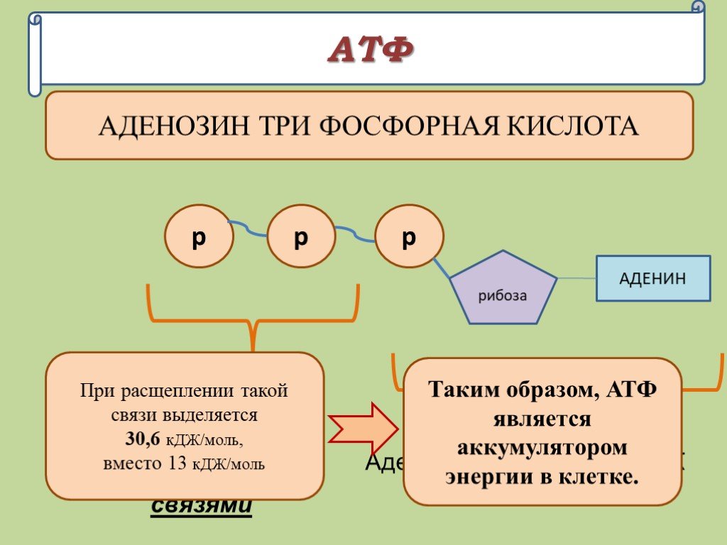 Аденин рибоза три. АТФ. Строение АТФ. АТФ аденозин. Строение РНК И АТФ.