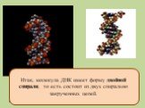 Модель строения молекулы ДНК была предложена в 1953 году Джеймсом Уотсоном и Френсисом Криком. За это открытие они были удостоены Нобелевской премии. Итак, молекула ДНК имеет форму двойной спирали, то есть состоит из двух спирально закрученных цепей.
