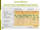 Лишайник – автогетеротрофный организм
