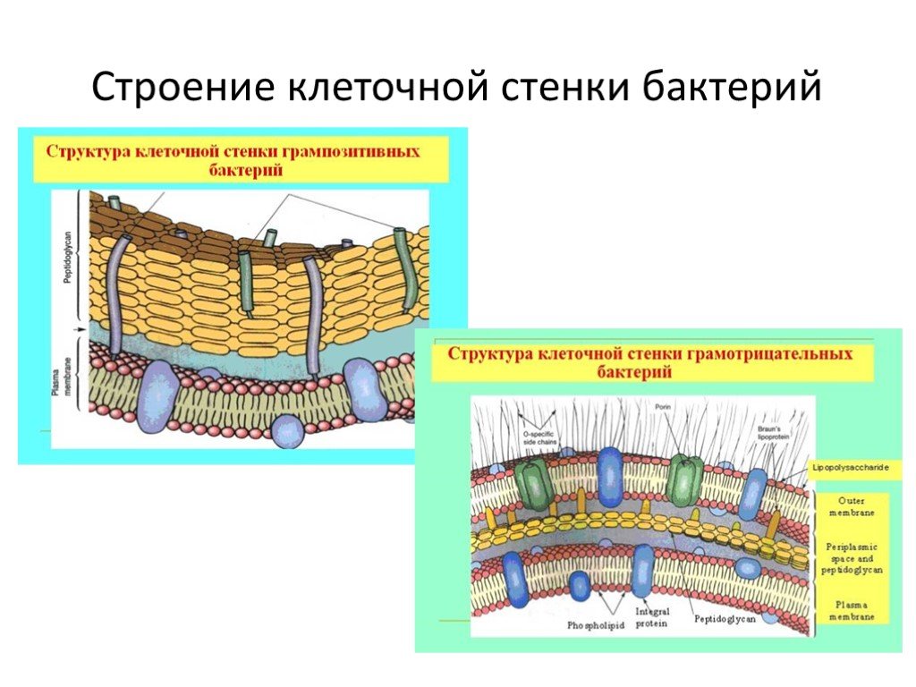 Клеточные стенки содержащие выполняют опорную. Строение клетки клеточная стенка. Структура клеточной стенки бактерий.