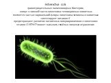 Esherichia coli грамотрицательные палочковидные бактерии, живут в нижней части кишечника теплокровных животных являются частью нормальной флоры кишечника человека и животных синтезируют витамин K предотвращают развитие патогенных микроорганизмов в кишечнике штамм O157:H7 может вызывать тяжёлые пищев
