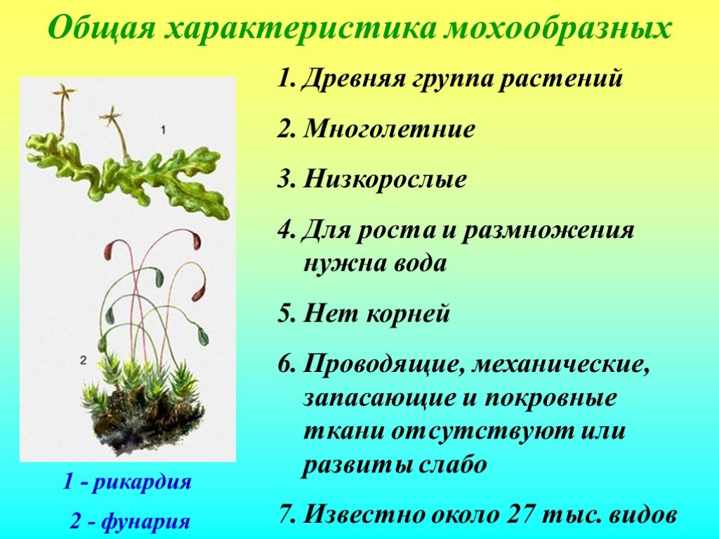 Мхи признак растений