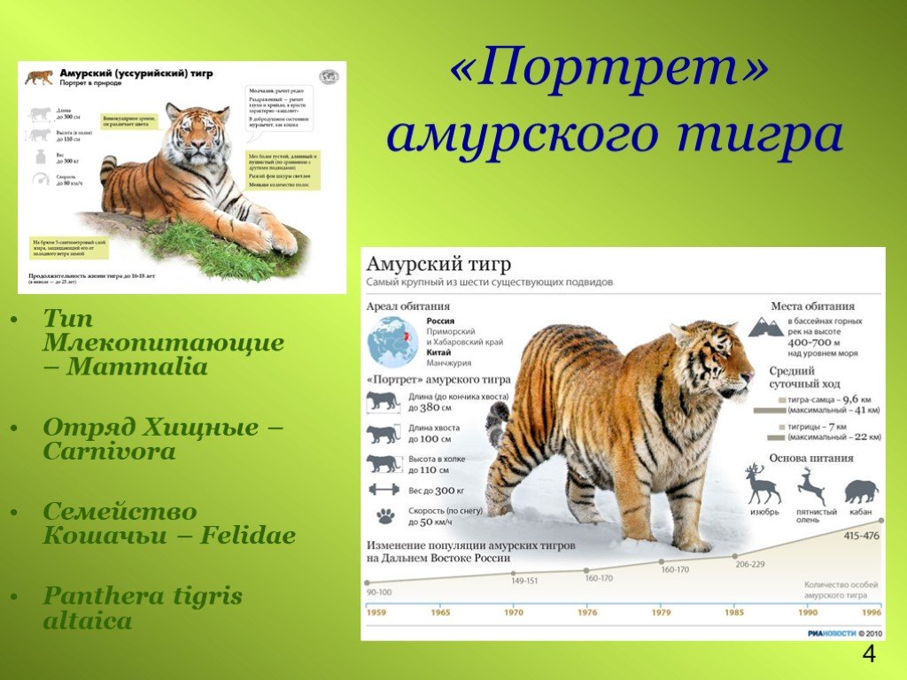 Сколько в мире амурских тигров. Амурский тигр высота в холке. Семейство Амурского тигра.