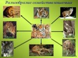 Разнообразие семейства кошачьих. Амурский тигр Рысь Лев Ягуар Пума. Снежный барс (ирбис). Леопард Гепард