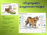 «Портрет» амурского тигра. Тип Млекопитающие – Mammalia Отряд Хищные – Carnivora Семейство Кошачьи – Felidae Panthera tigris altaica