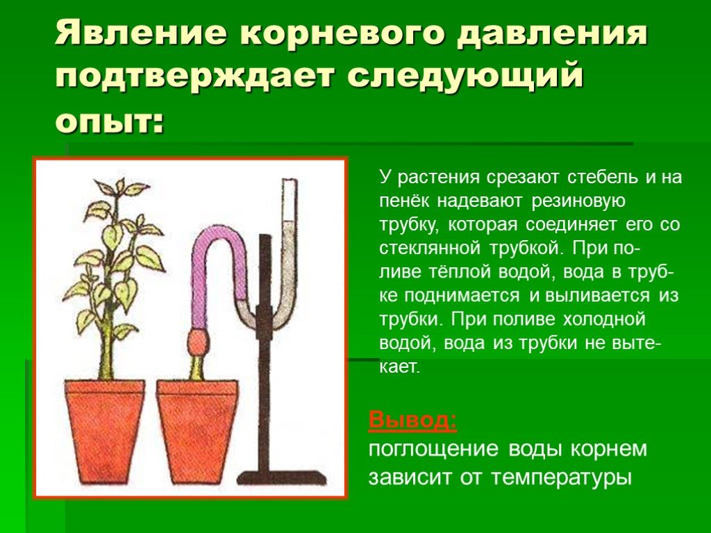 У какого растения корневое давление сильнее. Опыт доказывающий наличие корневого давления. Опыт корневого давления растений. Опыт Корневое давление. Корневое давление у растений.