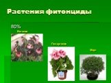 Растения фитонциды. 80% Бегония Пеларгония Мирт