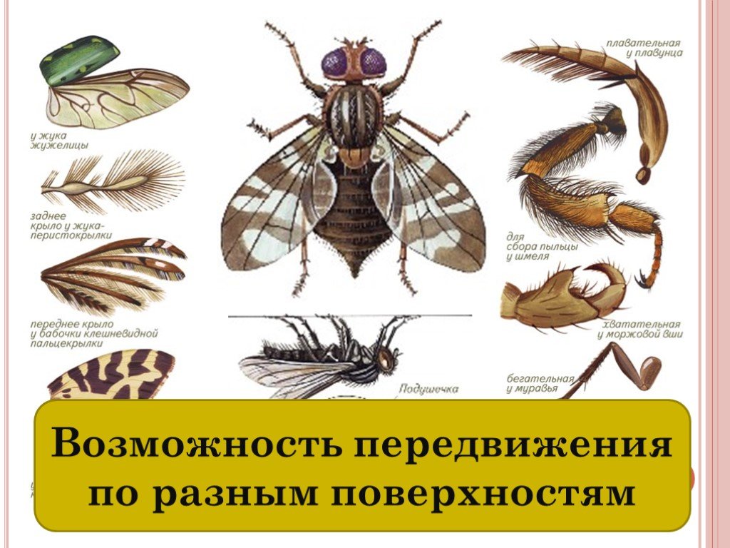 Биологический прогресс насекомых. Органы передвижения насекомых. Приспособления насекомых. Насекомые приспособления для передвижения.