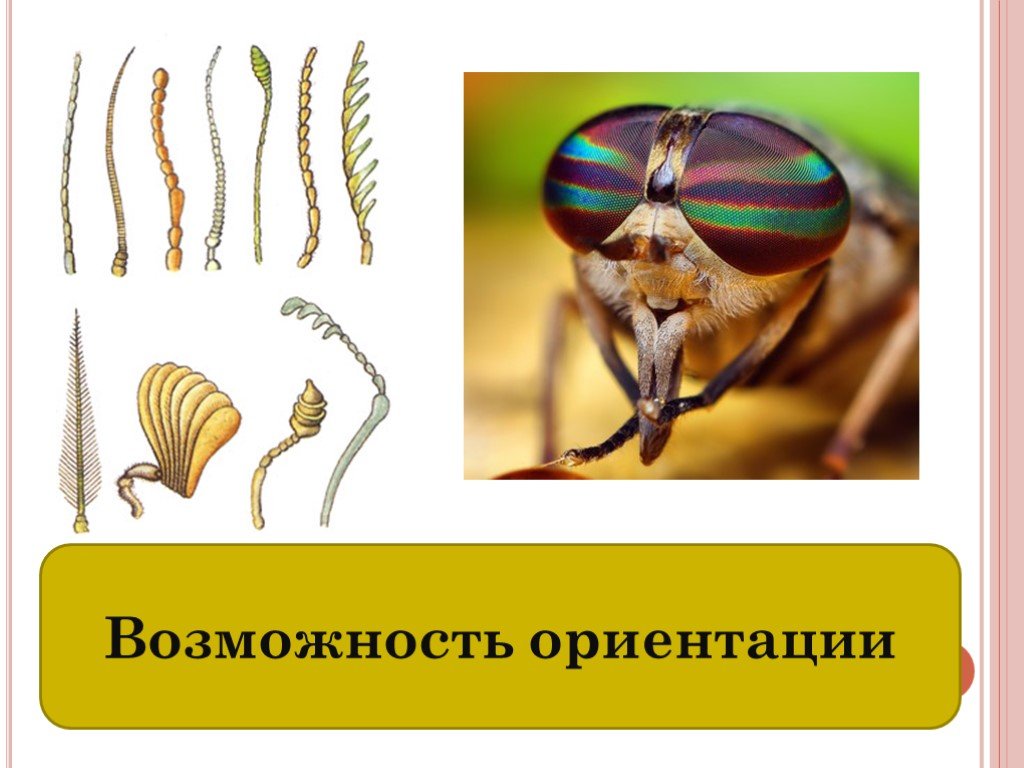 Биологический прогресс насекомых