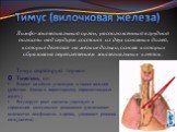 Лимфо-эпителиальный орган, расположенный в грудной полости над сердцем. состоит из двух основных долей, которые делятся на мелкие дольки, основа которых образована переплетением эпителиальных клеток. Тимус (вилочковая железа). Тимус секретирует гормон: Тимозин, он: Влияет на обмен углеводов, а также