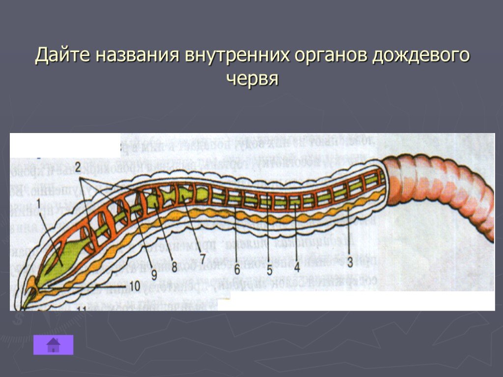 Кольчатые черви названия. Кольчатые черви строение. Строение кольчатых червей. Внутреннее строение кольчатого червя. Схема продольного разреза дождевого червя 7 класс.