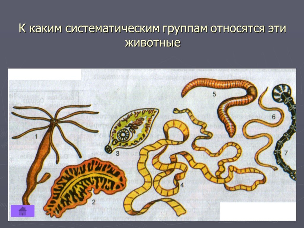 Примеры группы червей. Какие животные относятся к группе червей. Черви представители группы.