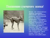Появление сумчатого волка! Тилацин, или тасманский волк - Thylacinus cynocephalus - единственный представитель семейства, ныне исчезнувший. Когда-то был широко распространен в Австралии и Новой Гвинее - в 18 и 19 веках поступали многочисленные сообщения об этом животном. Был массово истреблен в Тасм