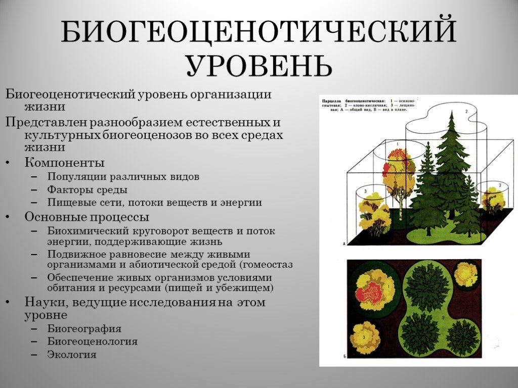 3 биогеоценотический уровень. Биогеоценотический уровень организации живого. Уровни организации живого биогеоценозный. Уровни организации живой материи биогеоценотический уровень. Биогеоценотический уровень организации живой материи.