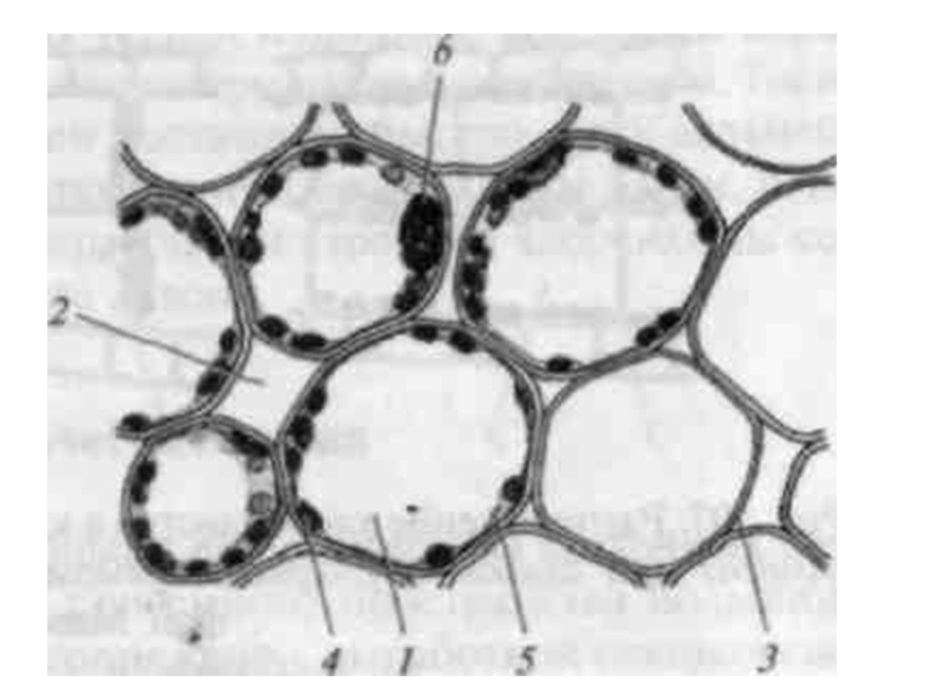 До 4 паренхимы. Основная запасающая ткань. Запасающая ткань под микроскопом. Запасающая паренхима под микроскопом. Паренхимная обкладка из тонкостенных хлорофиллоносных клеток.