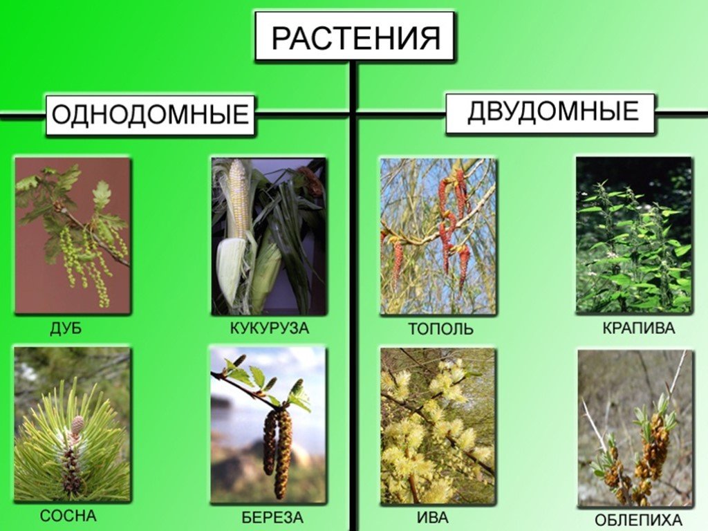 Тополя крапива. Двудомные растения это в биологии 6 класс. Растения однодомные и двудомные биология 6 класс. Береза двудомная или однодомная. Ольха однодомное или двудомное.