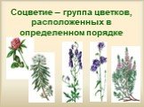 Соцветие – группа цветков, расположенных в определенном порядке