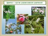 Цветок – орган размножения растений