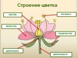 Строение цветка лепесток тычинка цветоножка цветоложе чашелистик