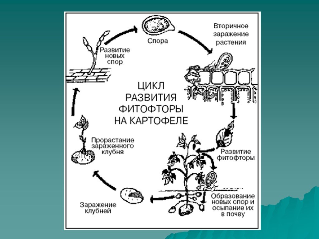 Формирование спор. Цикл развития фитофторы на картофеле. Жизненный цикл фитофторы схема. Жизненный цикл фитофторы картофеля. Цикл размножения фитофторы.