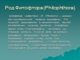 Род Фитофтора (Phitophthora). Фитофтора инфестанс (P. infestans) – широко распространенный паразит картофеля. Его мицелий развивается в межклетниках тканей вегетативных органов растения. Фитофтора может жить и сапротрофно, например, на опавших листьях. В конце лета на листьях картофеля образуются бу