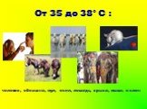 От 35 до 38° С : человек, обезьяна, мул, осел, лошадь, крыса, мышь и слон