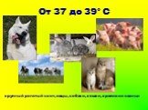 От 37 до 39° С. крупный рогатый скот, овцы, собаки, кошки, кролики и свиньи