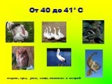 От 40 до 41° С. индюк, гусь, утка, сова, пеликан и ястреб