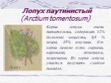 Лопух паутинистый (Arctium tomentosum). Корни лопуха очень питательны, содержат 12% белковых веществ, 0,8 % жира, 45% инулина. Его корни можно есть сырыми, вареными, печеными, жареными. Из корня лопуха удается получить сладкое повидло.