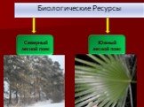 Биологические Ресурсы. Северный лесной пояс. Южный лесной пояс