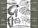 Калиптогена Батимодиолус Помпейский червь Неолепас. Ушастый осминог Гримптотейтис. Десятиногий рак Мунидопсис. Слепая рыба Термарцес. Полихета Бранхиполиное. Краб Битогрея