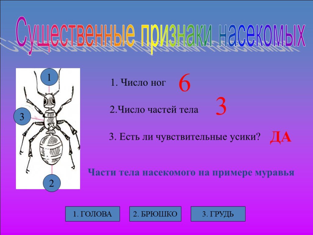 Изобрази схематически главные признаки насекомых рыб. Признаки насекомых. Отличительные признаки насекомых. Признаки насекомых для детей. Существенные признаки насекомых.