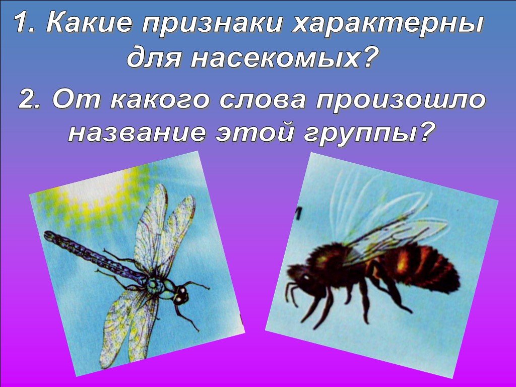 Насекомые характеризуют признаки. Какие признаки характерны для насекомых. Отличие насекомых от других животных. Для насекомых характерно. Специфическое насекомое.