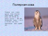 Полярная сова. Полярная сова — самая крупная птица в Арктике. Самки крупнее самцов. Длина тела 55—65 см, размах крыльев — 150—160 сантиметров; масса — 1,5—2 кг. Из всех птиц совы - единственные видят голубой цвет.