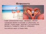 Фламинго. Самая длинноногая птица - фламинго, обитает преимущественно в тропиках и субтропиках, но иногда - очень редко - залетает и на территорию Беларуси. Гнездится также на побережье Каспийского моря, в Казахстане.