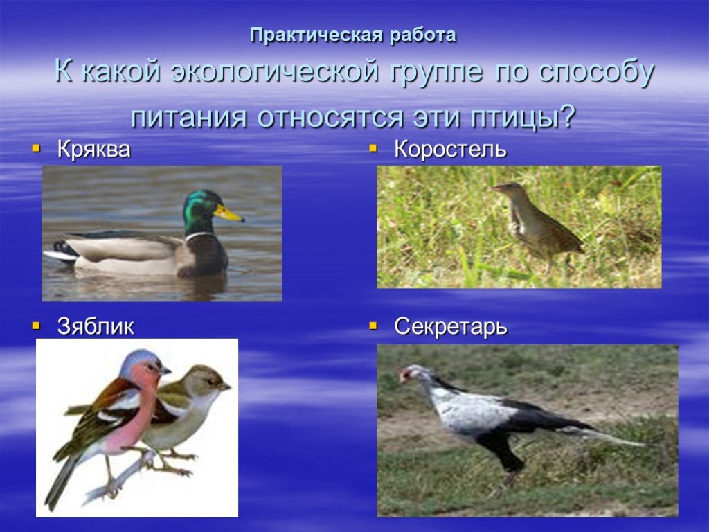 Группы питания птиц. Экологические группы птиц. Экологическая группа птиц кряква. Экологические группы птиц по питанию. Группы птиц по способу питания.