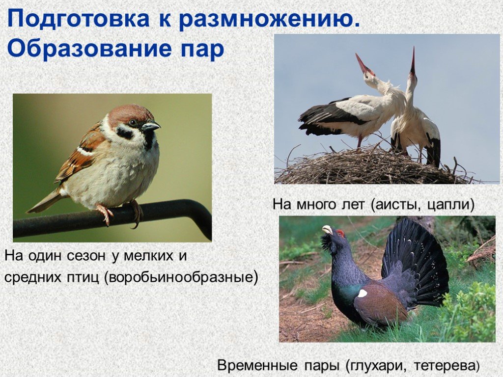 Размножение птиц презентация 7 класс. Размножение птиц презентация. Поведение птиц. Образование пар у птиц. Класс птицы.