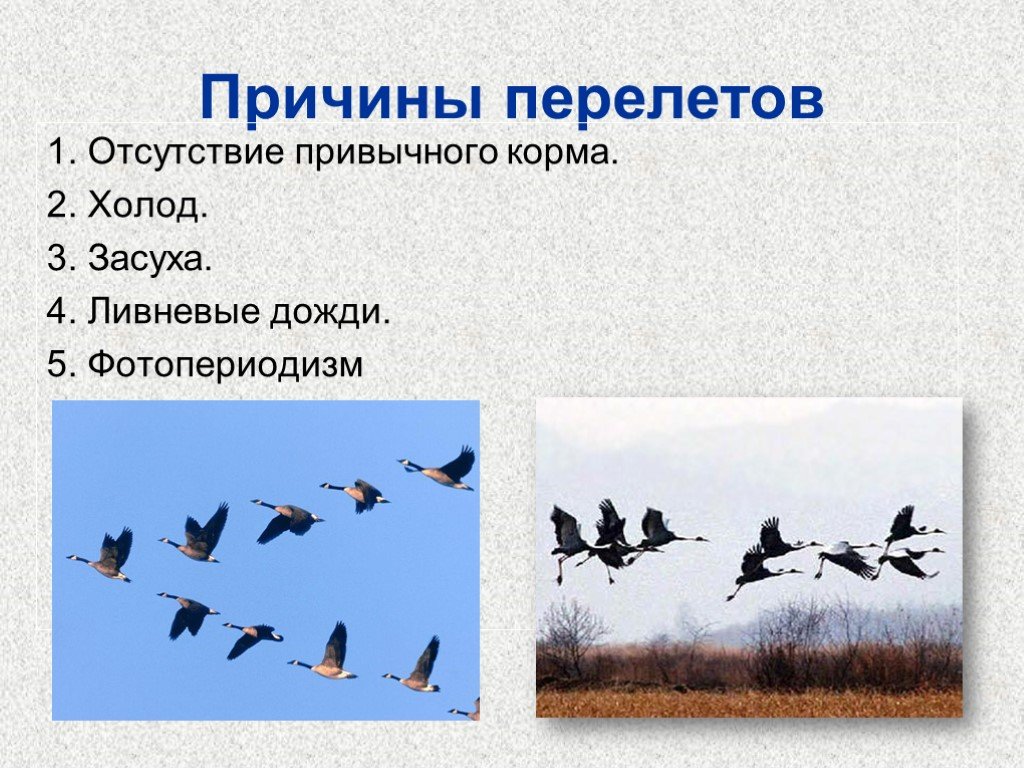 Последовательность сезонных явлений в жизни птиц. Причины перелета птиц. Сезонные миграции птиц. Годовой жизненный цикл птиц и сезонные явления в жизни птиц. Перелеты птиц презентация.